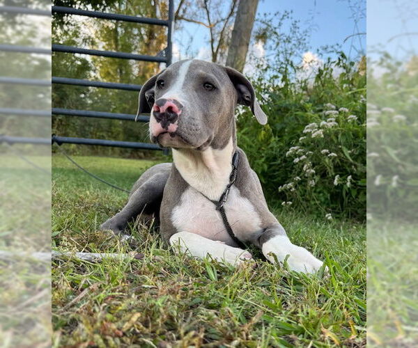 Medium Photo #4 Bulldog-Unknown Mix Puppy For Sale in Tarrytown, GA, USA