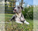 Small #3 Bulldog Mix