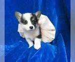 Small Photo #5 Pembroke Welsh Corgi Puppy For Sale in GROVESPRING, MO, USA