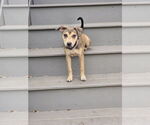 Small American Pit Bull Terrier Mix