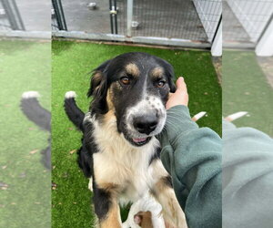 Mutt Dogs for adoption in Elmsford, NY, USA