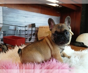 French Bulldog Puppy for sale in CARTHAGE, TX, USA
