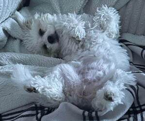 Poochon Puppy for Sale in WORCESTER, Massachusetts USA