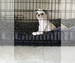 Small Photo #1 Shih Tzu Puppy For Sale in MIAMI, FL, USA