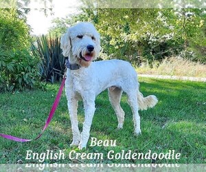 Goldendoodle Puppy for sale in CEDAR GAP, MO, USA