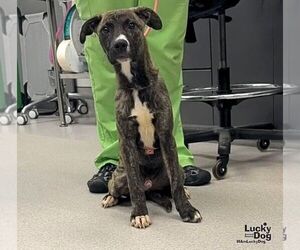 Javier - Male Mutt Dog for Adoption - Photo #5