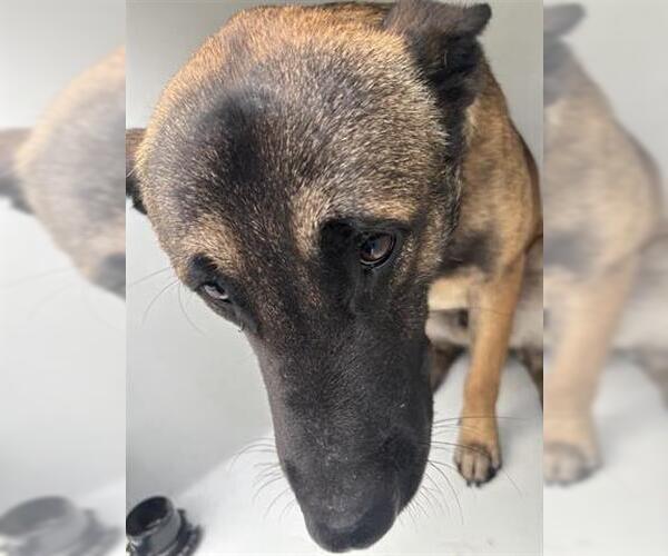 Medium Photo #1 German Shepherd Dog-Unknown Mix Puppy For Sale in Houston, TX, USA