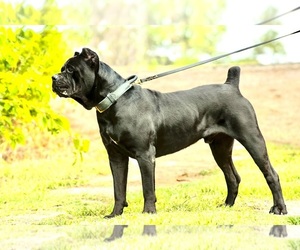 Father of the Cane Corso puppies born on 10/27/2023