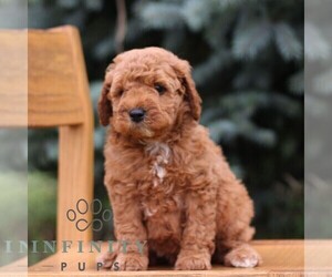 Goldendoodle (Miniature) Puppy for sale in EPHRATA, PA, USA