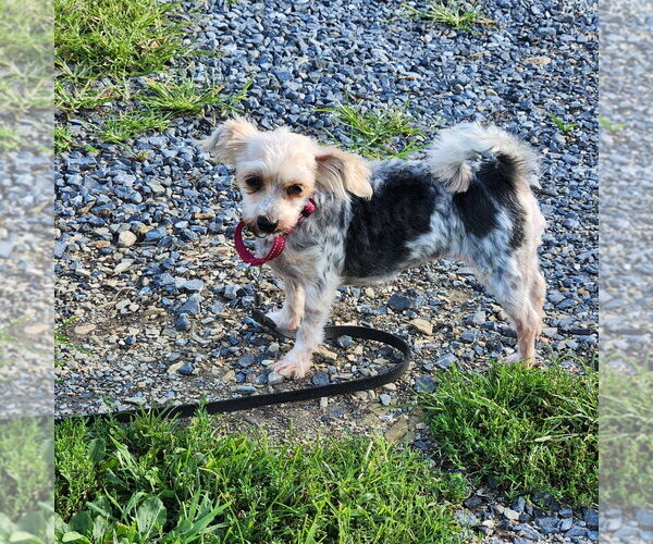 Medium Photo #4 Maltese-Unknown Mix Puppy For Sale in Walnutport, PA, USA