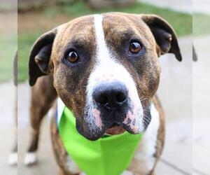 American Staffordshire Terrier-Unknown Mix Dogs for adoption in San Antonio, TX, USA