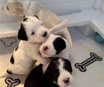 Small Photo #8 Bernedoodle (Miniature) (+ Poodle Miniature) Puppy For Sale in BREA, CA, USA