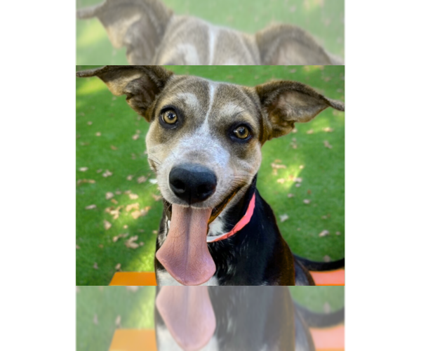 Medium Photo #5 Mutt Puppy For Sale in Plymouth, MN, USA