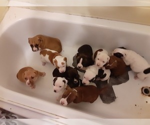 American Staffordshire Terrier Puppy for sale in ATKINSON, ME, USA