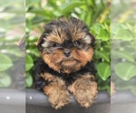 Small Photo #3 Yorkshire Terrier Puppy For Sale in ELMHURST, IL, USA
