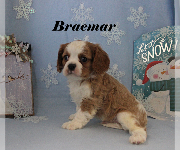 Medium Photo #7 Cavalier King Charles Spaniel Puppy For Sale in CHANUTE, KS, USA