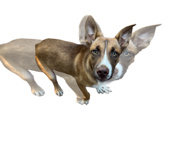 Medium Photo #1 Feist Terrier-Unknown Mix Puppy For Sale in Unionville, PA, USA