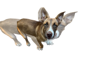 Feist Terrier-Unknown Mix Dogs for adoption in Unionville, PA, USA
