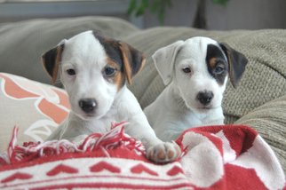 Jack Russell Terrier Puppy for sale in ACTON, CA, USA