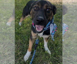 Mutt Dogs for adoption in Germantown, OH, USA