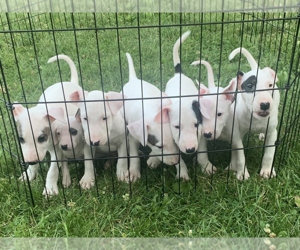 View Ad Bull Terrier Litter of Puppies for Sale near New