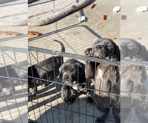 Neapolitan Mastiff Puppy for sale in TULARE, CA, USA