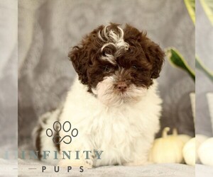 ShihPoo Puppy for sale in GORDONVILLE, PA, USA