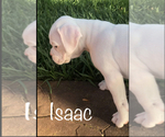 Small Photo #3 Boxer Puppy For Sale in DICKINSON, TX, USA