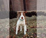 Small Photo #7 American Pit Bull Terrier-Unknown Mix Puppy For Sale in Sandy, UT, USA
