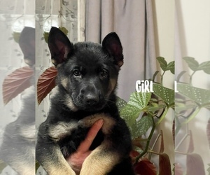 German Shepherd Dog Puppy for sale in LACONA, NY, USA