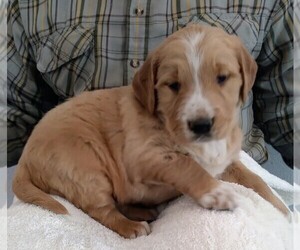 Golden Retriever Dog for Adoption in APPLE CREEK, Ohio USA