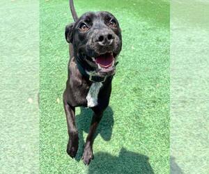 Jett-$75 Adoption Fee! Diamond Dog! - Male Labrador Retriever-Unknown Mix Dog for Adoption - Photo #26