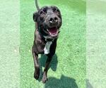Small #25 Labrador Retriever Mix