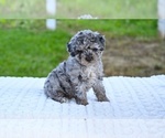Small #1 Poodle (Toy)