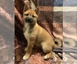 Small Photo #13 Shiba Inu Puppy For Sale in NEW YORK, NY, USA