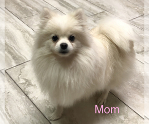 Mother of the Pomeranian puppies born on 09/20/2022
