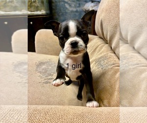 Boston Terrier Puppy for sale in KIEL, WI, USA