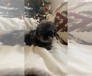 Poodle (Toy) Puppy for sale in IRWIN, OH, USA