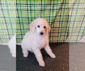 Poodle (Standard) Puppy for sale in TIMMONSVILLE, SC, USA