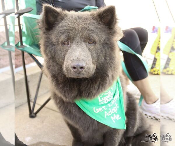 Medium Photo #6 Chow Chow-Unknown Mix Puppy For Sale in Washington, DC, USA