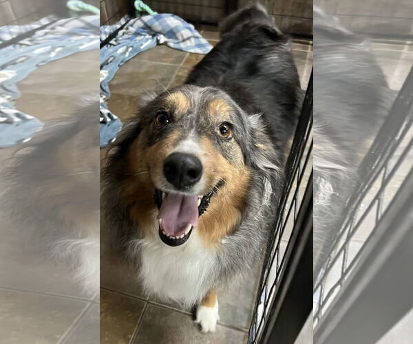 Medium Photo #2 Australian Shepherd Puppy For Sale in Overland Park, KS, USA