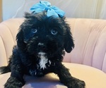 Small Photo #1 Cavapoo Puppy For Sale in BATTLEFIELD, MO, USA
