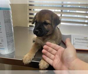 Labrador Retriever Dogs for adoption in Houston, TX, USA