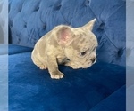 Small #54 French Bulldog