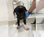 Small Mutt