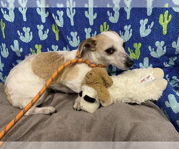 Medium Photo #1 Parson Russell Terrier-Unknown Mix Puppy For Sale in Modesto, CA, USA