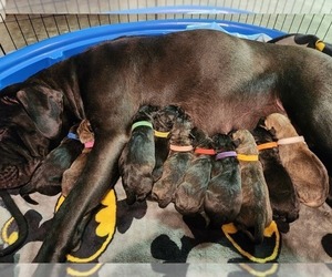 Cane Corso Puppy for sale in TOPEKA, KS, USA
