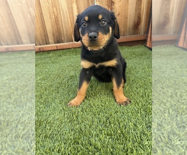 Medium Photo #19 Rottweiler Puppy For Sale in SAN JOSE, CA, USA