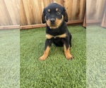 Small #3 Rottweiler