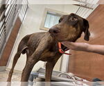 Small #6 Doberman Pinscher